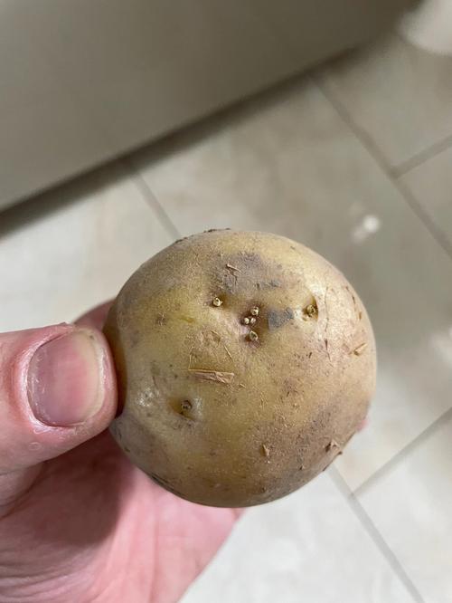 刚刚发芽的土豆能吃吗