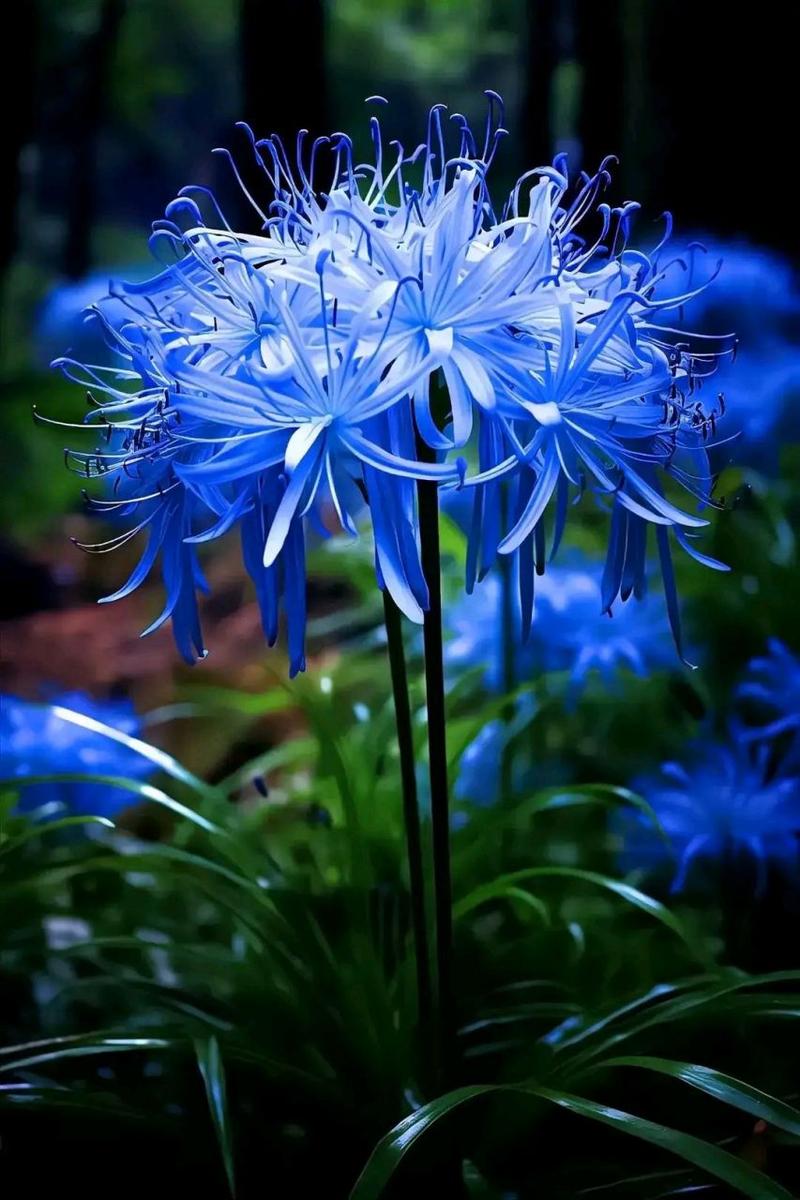 关于蓝色花的唯美英语句子的相关图片