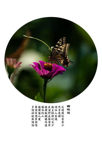 蝴蝶和花的句子的相关图片