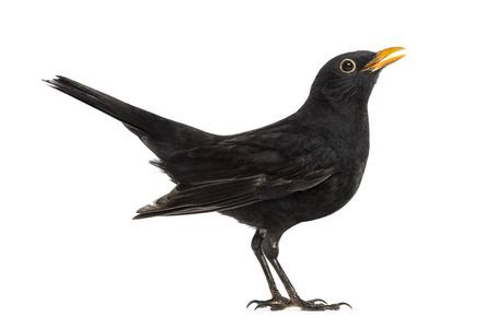 关于描写黑鸟的优美语句