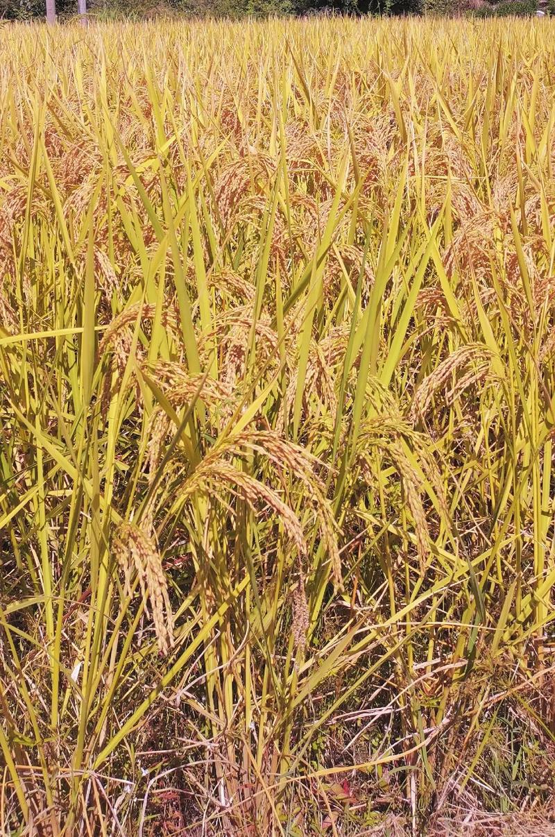 秋天田里的水稻怎么形容