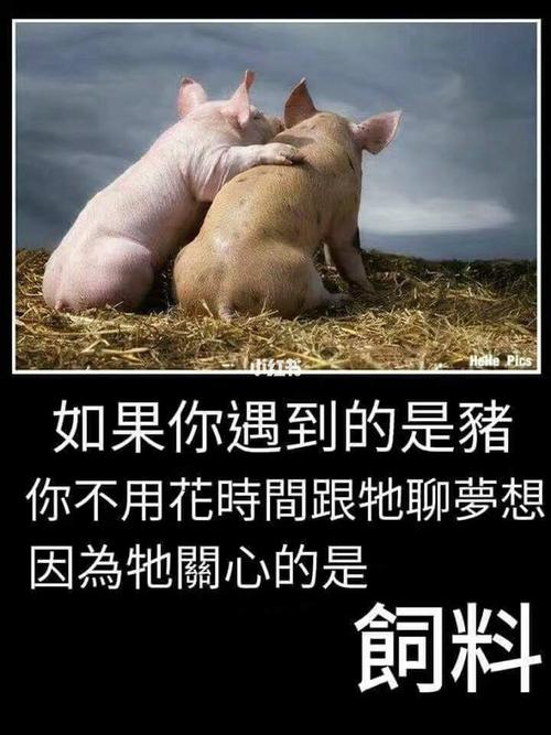 关于猪的幽默句子的相关图片