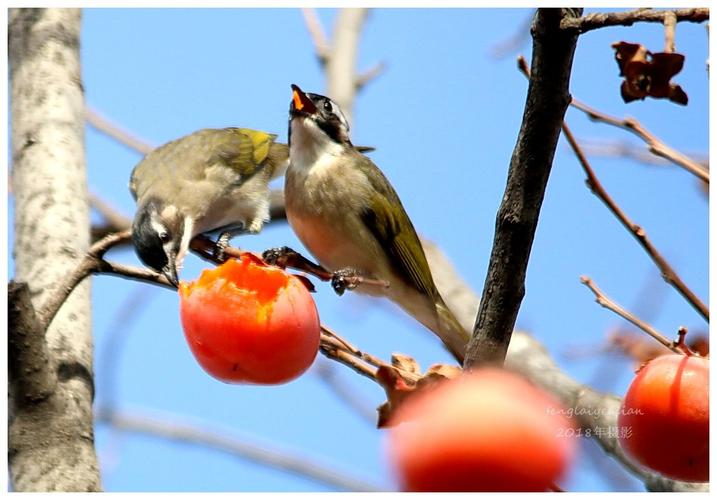 小鸟吃柿子的唯美语句简单的相关图片